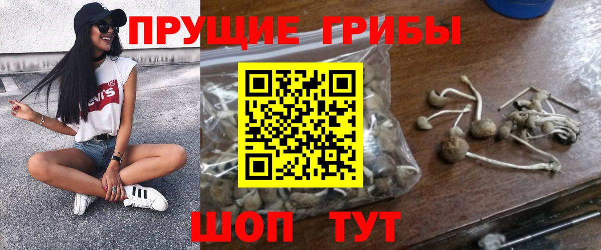 Псилоцибиновые грибы Cubensis  Вход с VPN  Псилоцибиновые грибы Psilocybe  Сокол 